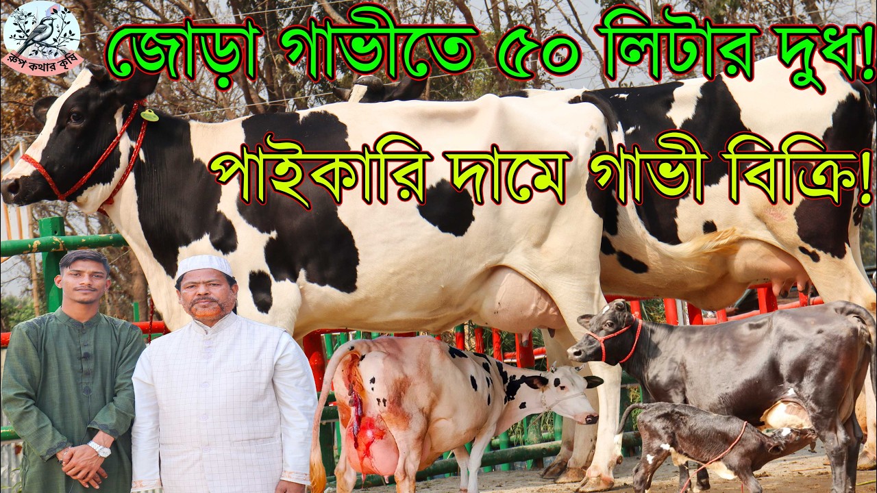 ১৬৫ করে ৪ গাভী লটে একসঙ্গে নিলে ! সারা বাংলাদেশ হাপ গাড়ি ভাড়া ফ্রী ।  এক জোড়া গাভীতে ৫০ লিটার দুধ।