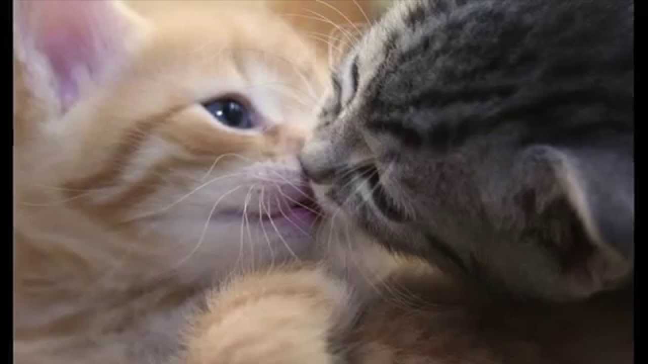 キスねこ Kitty S Kisses Youtube キスねこ Kitty S Kisses Youtube