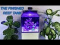 How to Setup a Reef Tank - Part 5: Hardy Beginner Fish & 'Cycling'