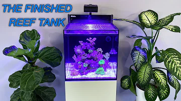 How to Setup a Reef Tank - Part 5: Hardy Beginner Fish & 'Cycling'