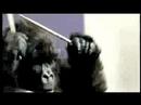 Gorilla: Eclipse of the Heart Remix (Now an Official Cadbury advert)
