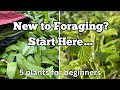 New to foraging start here 5 plants for absolute beginners