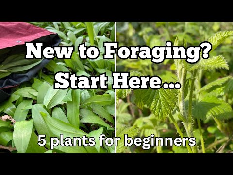 New To Foraging Start Here! 5 Plants For Absolute Beginners