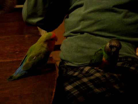 Pippin lovebird meets Ricky the Senegal parrot who...