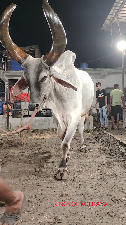 Biggest Horn Kankrej Ox Of 2025 🔥 Attack From Rahil Dairy Farm Golbari #shorts #trending #viral