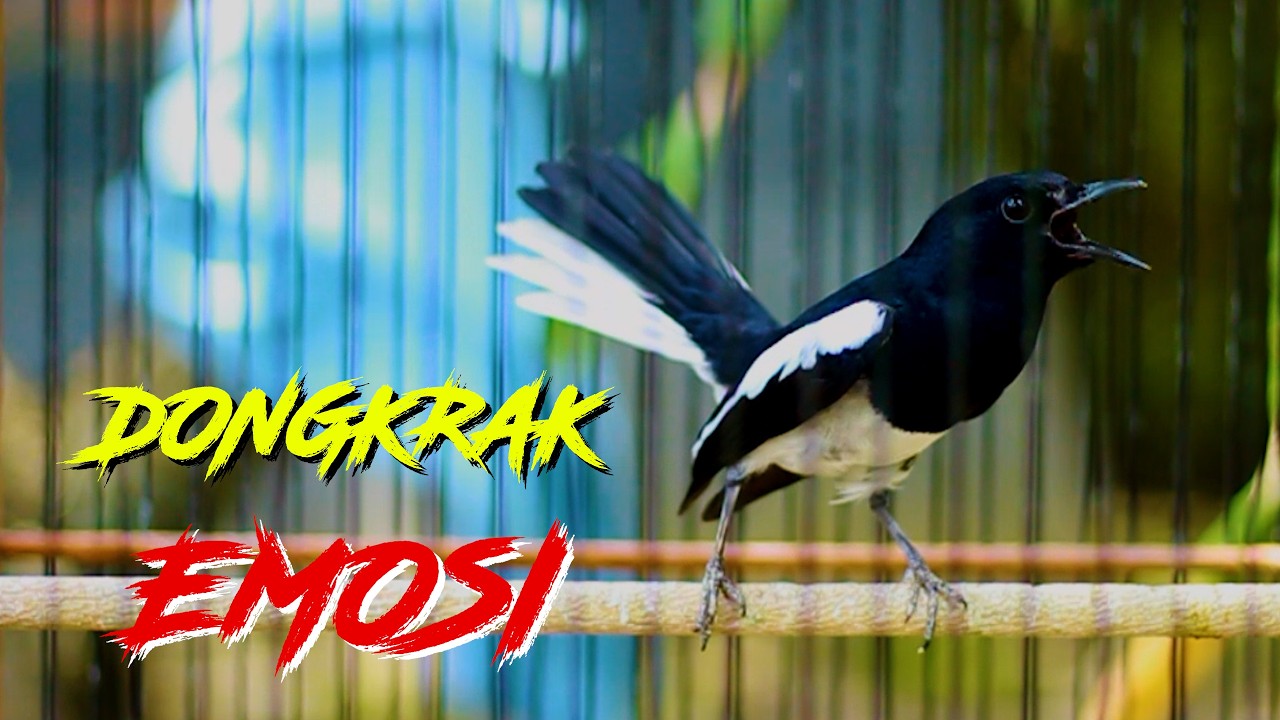 KACER GACOR DONGKRAK EMOSI, PANCINGAN CEPAT BONGKAR ISIAN