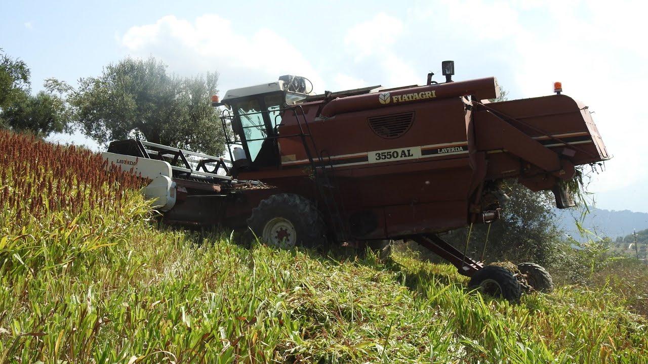 Trebbiatura sorgo 2018. Laverda 3550 Al. New Holland M160. Fiatagri 115-90. [D'Agostino-Rocci]