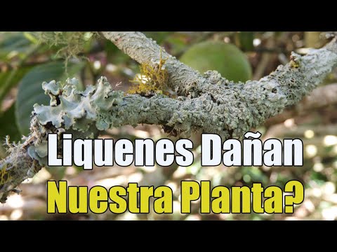 Video: ¿El liquen dañará mi árbol?