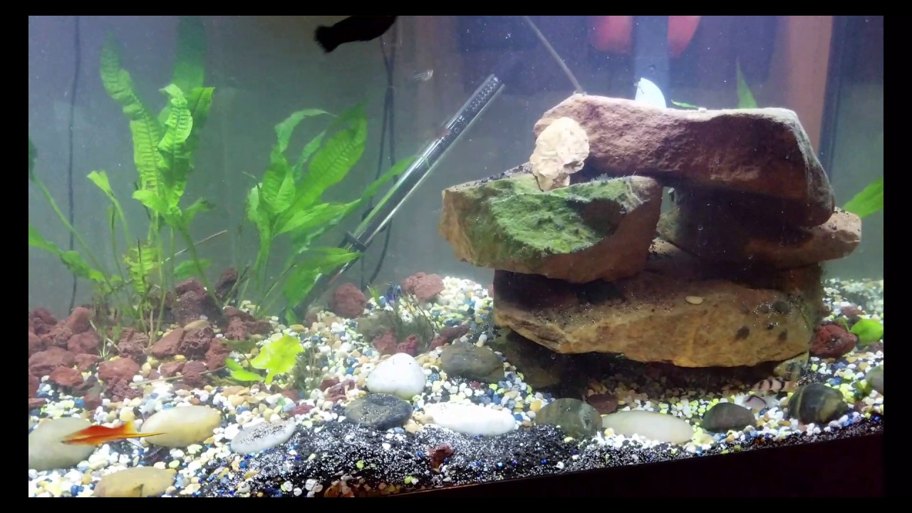 caribsea eco complete black planted aquarium substrate