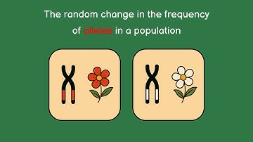 Genetic Drift Explained | Bottleneck Effect & Founder Effect with Real Examples