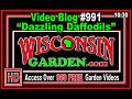 Dazzling Daffodils - Wisconsin Garden Video Blog 991