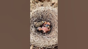 Baby frog with baby bird (P 2) #shorts #ytshorts #shortsvideo
