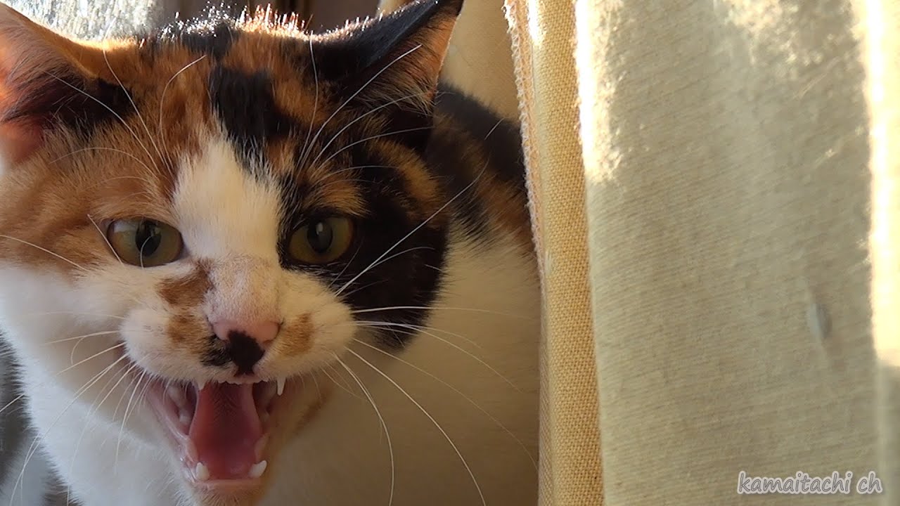 めっちゃ怒る猫 ｖｅｒｙ Angry Cat 瀬戸の三毛猫日記 Youtube