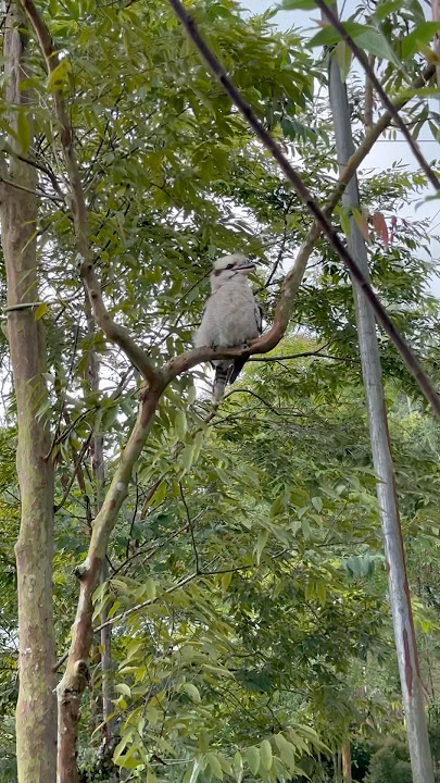 Laughing Kookaburra at Bird’s Paradise🇸🇬 #BirdsParadise #LaughingKookaburra #Kookaburra #Singapore