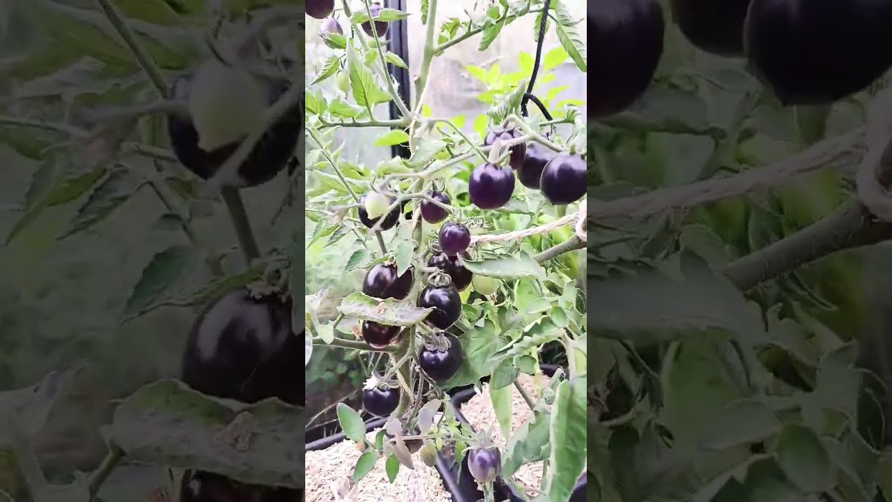 Indigo Rose Tomato, the best Black cherry tomato