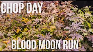 Blood Moon Gelato Harvest Day