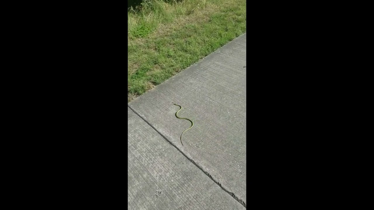 Green Tree Snakes are so beautiful. Flyfishfork.com