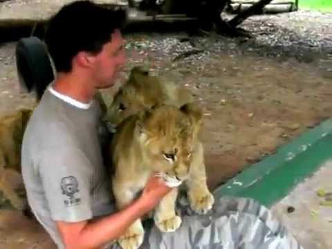 Lion cubs give Worker hugs and kisses on his last day! Must watch cute