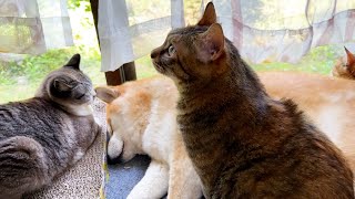 【母の日】子猫のときから柴犬に育てられた猫たちは柴犬を本当にお母さんのように慕っています