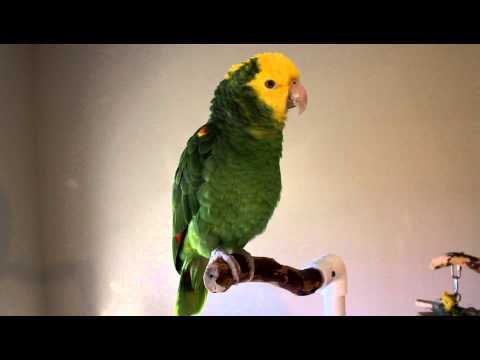 Wideo: Hawk-Headed Parrot