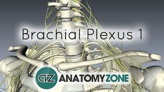 Brachial Plexus - Branches - 3D Anatomy Tutorial