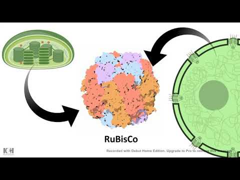 Rubisco mechanism of action: Carboxylase vs Oxygenase