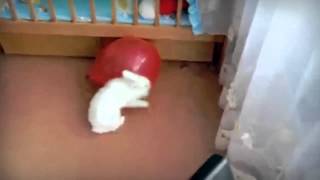 ЭТО НАДО ВИДЕТЬ! КРОЛИК И ШАРИК ЭТО НАДО ВИДЕТЬ! КРОЛИК И ШАРИК