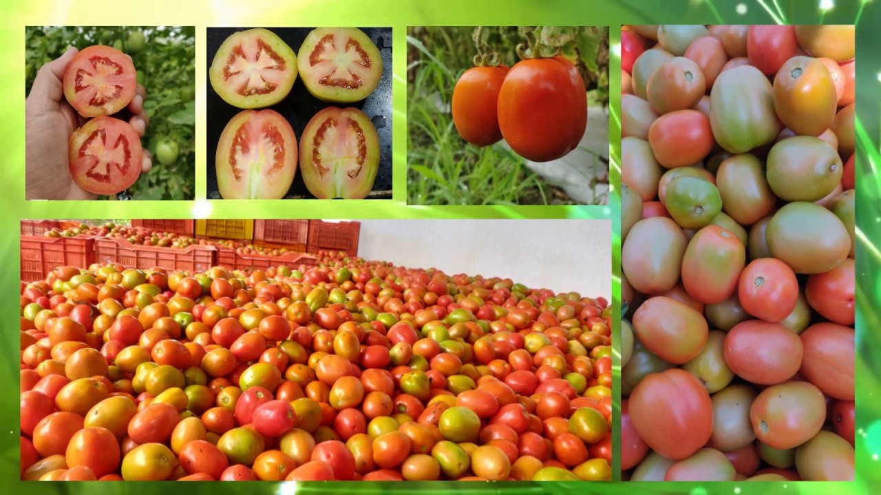 Monsoon Crop Science Farmer Experiences From Various Crops YouTube Monsoon Crop Science Farmer Experiences From Various Crops YouTube