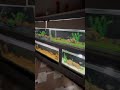 Arowana update..✨🐉#fish #aquarium #animalshorts #exoticaquariumfish #shorts