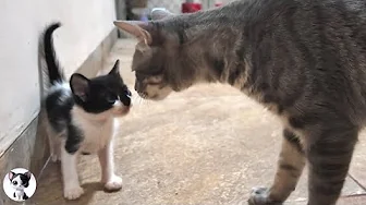 Adorable Stray Kitten Meets Big Cat… and Immediately Starts Talking!