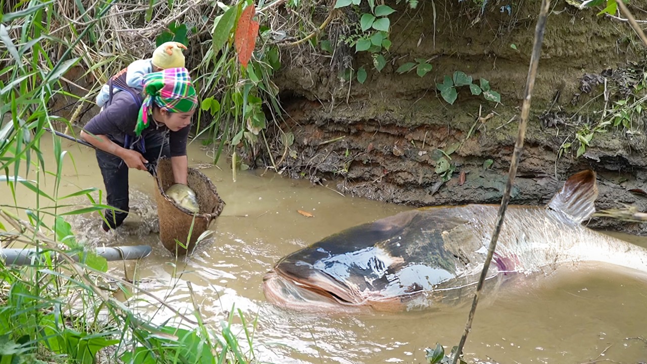 Muddy creek fishing: Hand-catching 2000+ giant wild carp & catfish for market sale with my children