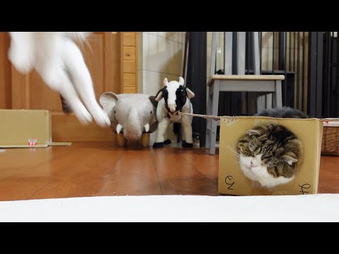 顔で吹っ飛ばすねこ。 #Shorts