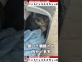 栄養失調で今にも倒れそうな猫を救えるのか？