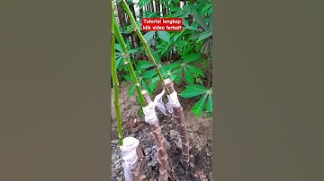 Metode Sambung pucuk singkong hasilkan 100kg perpohon #singkong #sambungpucuk #buahlebat #viralshort