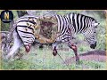 45 Tragic Moments! Zebra Injured By Animal Fight And What Happened Next? | Animal Fight