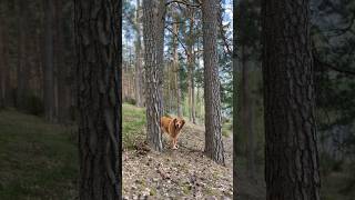 Golden Retrievers in their element #dog #funny #shorts