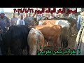 اسعار البقر الوالد والعشر علي المواليد داخل سوق دراو بمحافظة أسوان اليوم ٢٠٢٤ ٤ ١٦