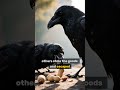 A Heist So Smart, It Had Feathers #BirdMafia #CrowHeist #SmartAnimals