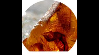 The Magic of Baltic Amber