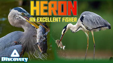 HERON - Are Excellent Fishers | Wildlife Documentary , Animal fact Discover | Animal Discover |