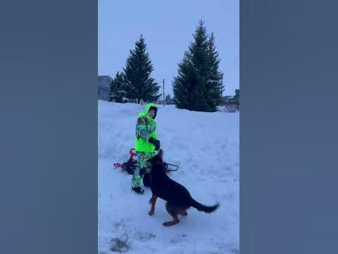 Летающая собака🤣 - YouTube