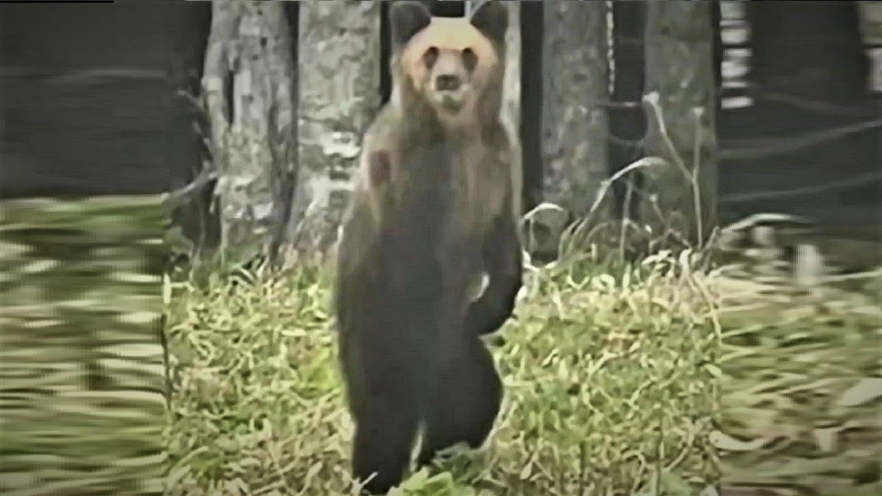 仁王立ちのヒグマ】清掃中の住民の目の前に立ちはだかる…人間を