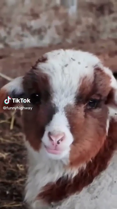 #animal #gote#youtube#shouts#eid