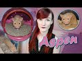 Mistaken for a Female Hamster | Aspen's Rescue Story | Munchie's Place