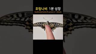 호랑나비 1분만에 키우기 #shorts