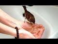 Воробей пьет из рук / ручной воробей / tamed sparrow