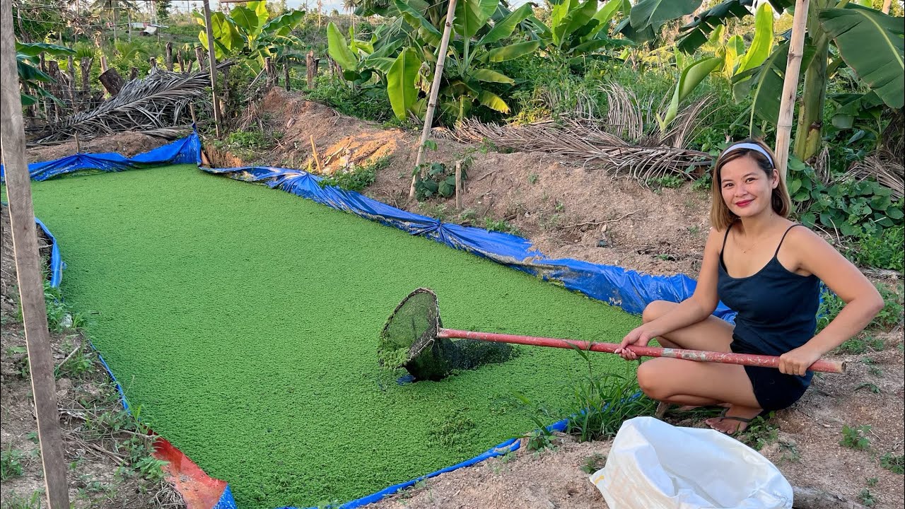 Magkano gastos ko sa Anim na Azolla Pond? || Azolla Harvest 🍀🍀🍀