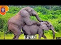 animal world elephant sex 2021