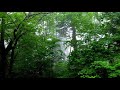 小雨 静寂の森:旅の音景色