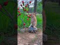 OMG! 😲 Bunny Riding Turtle Eating Cherry 🍒🐰🐢 #Shorts